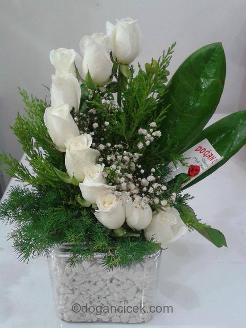 Kre beyaz Gller