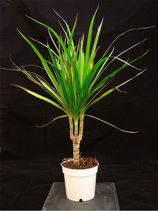 Marginata