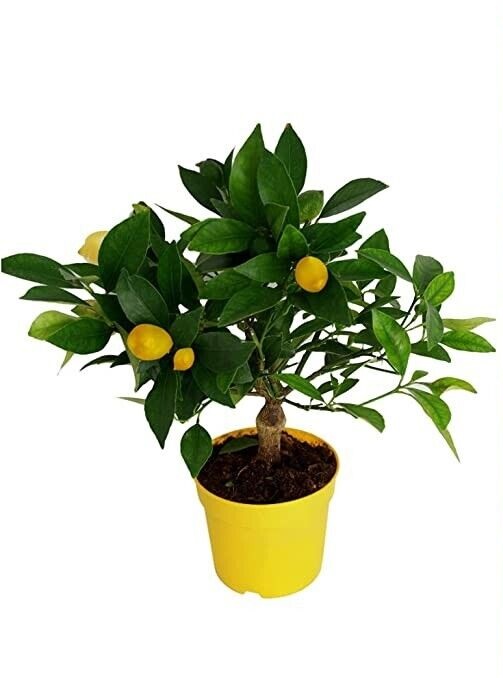 limon