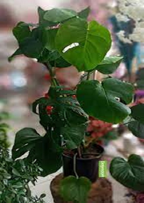 devetabani-monstera