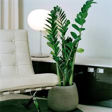 zamia-bitkisi